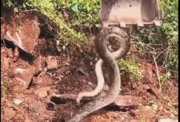 Mostrando muita agilidade ao manusear o equipamento, o trabalhador remove cuidadosamente as pedras de cima da sucuri.