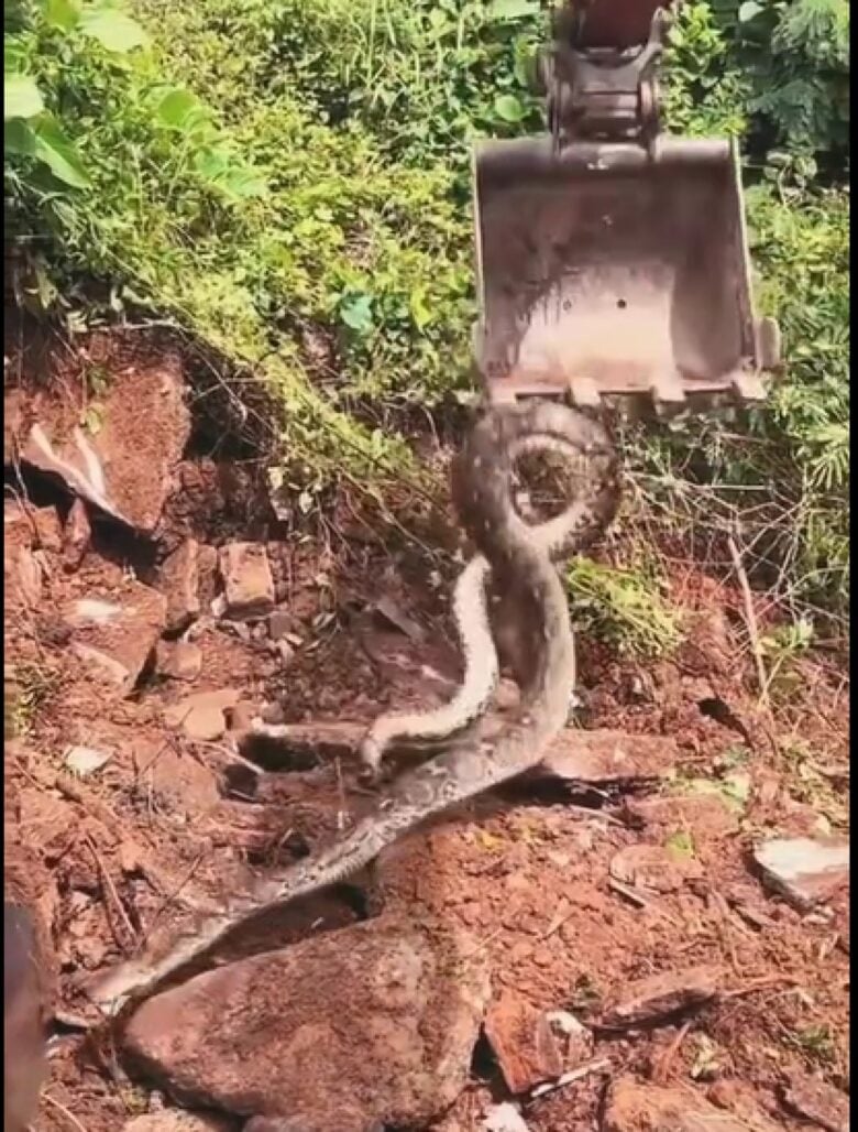 Mostrando muita agilidade ao manusear o equipamento, o trabalhador remove cuidadosamente as pedras de cima da sucuri.