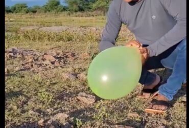 O bote da jiboia é uma ferramenta essencial para a sobrevivência desta serpente. É o que permite a ela capturar presas de tamanhos maiores do que ela mesma.