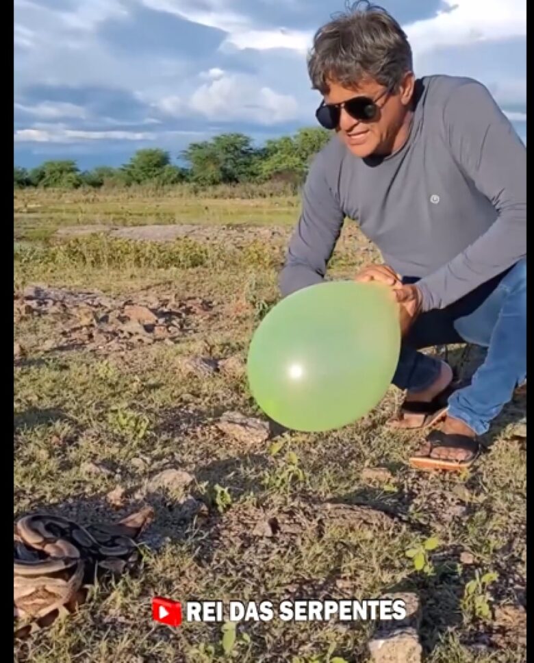 O bote da jiboia é uma ferramenta essencial para a sobrevivência desta serpente. É o que permite a ela capturar presas de tamanhos maiores do que ela mesma.