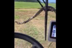 Cobra caninana surpreende tratorista