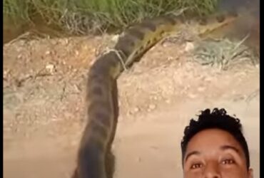 Homens encontram enorme cobra sucuri-amarela em Mato Grosso