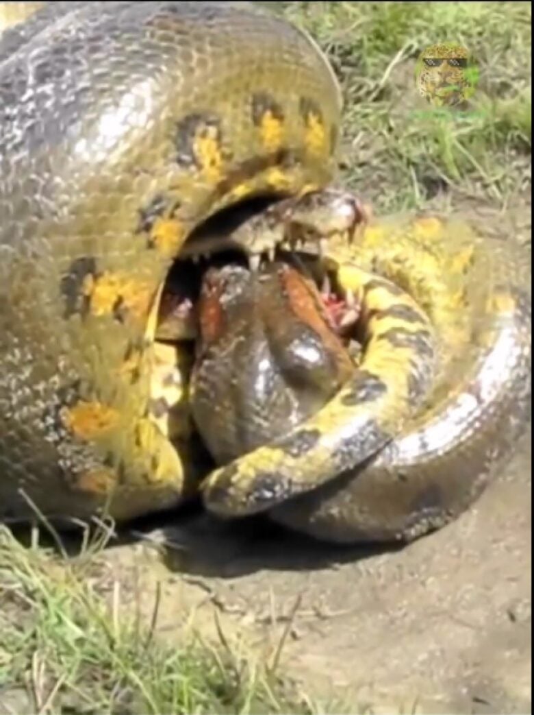 A sucuri-amarela, também conhecida como anaconda-amarela, é uma espécie de cobra da família Boidae, originária da América do Sul. É encontrada nos rios, lagos e pântanos da região, incluindo o Pantanal brasileiro. É uma cobra de grande porte, podendo atingir até 5 metros de comprimento. Possui corpo cilíndrico e forte, com escamas lisas e brilhantes. A cor da pele varia de amarelo-claro a amarelo-dourado, com manchas escuras espalhadas pelo corpo. A sucuri-amarela é uma predadora oportunista, alimentando-se de uma variedade de animais, incluindo peixes, anfíbios, répteis, aves e mamíferos. É uma excelente nadadora e caça principalmente à noite. A sucuri-amarela é uma espécie não-peçonhenta, mas é capaz de matar suas presas por constrição. Ela enrola seu corpo ao redor da presa e a aperta até que ela morra por asfixia ou esmagamento.