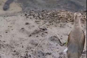 As aves são presas comuns para as sucuris, especialmente no Pantanal, onde elas são abundantes.