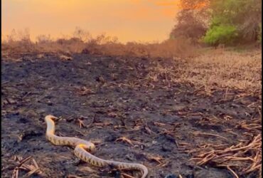 A surucucu-do-pantanal é uma cobra agressiva, mas não é peçonhenta. Suas mordidas podem causar ferimentos graves, mas não são fatais.