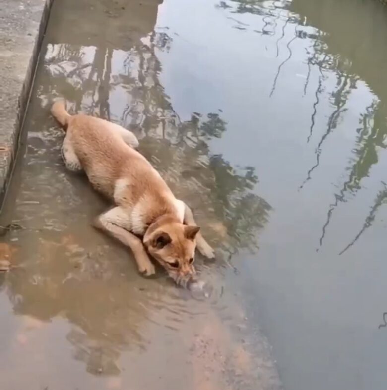 É importante dar aos cães oportunidades para se divertirem. Isso ajudará a garantir que eles sejam cães saudáveis e felizes.