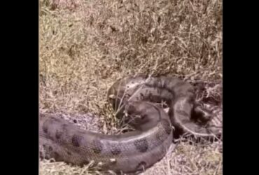 A sucuri-verde, também conhecida como anaconda, é a maior serpente dessa espécie do mundo. Ela é encontrada na América do Sul, principalmente na Amazônia e no Pantanal.