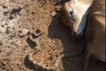 As cascavéis são animais crepusculares e noturnos. Alimentam-se principalmente de pequenos roedores, mas podem também caçar aves, répteis e anfíbios. São cobras solitárias, que só se reúnem para a reprodução.