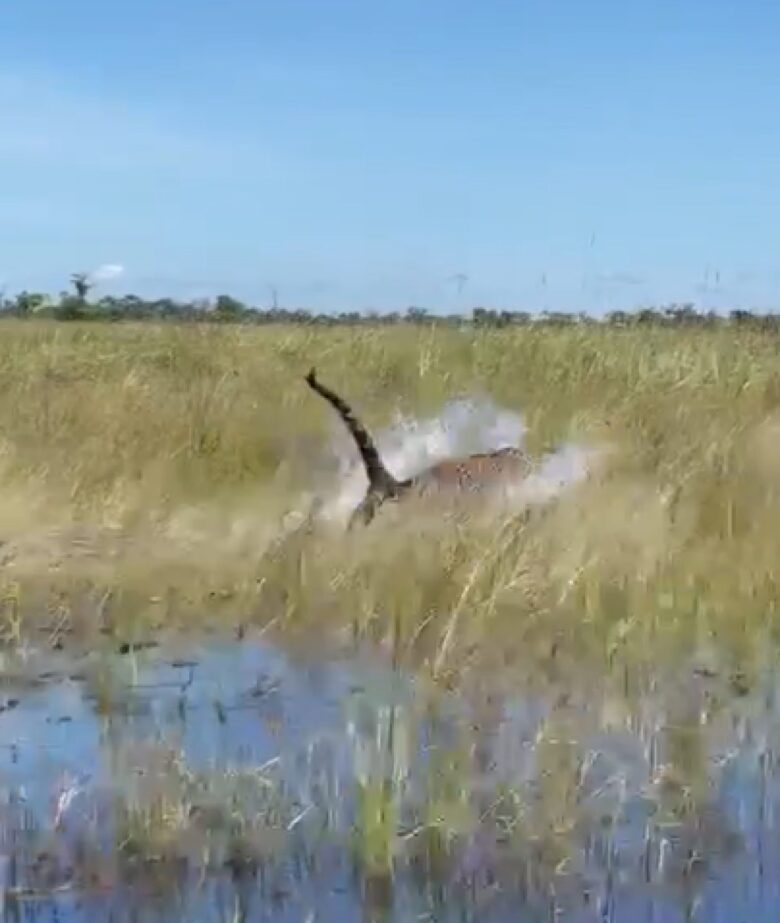 Onça emociona ao ser flagrada correndo no pantanal