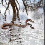 Se você vir uma cobra cascavel nadando, é importante manter distância e não tentar tocá-la.