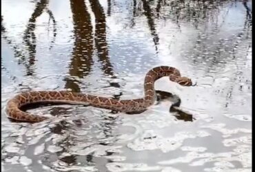 Se você vir uma cobra cascavel nadando, é importante manter distância e não tentar tocá-la.