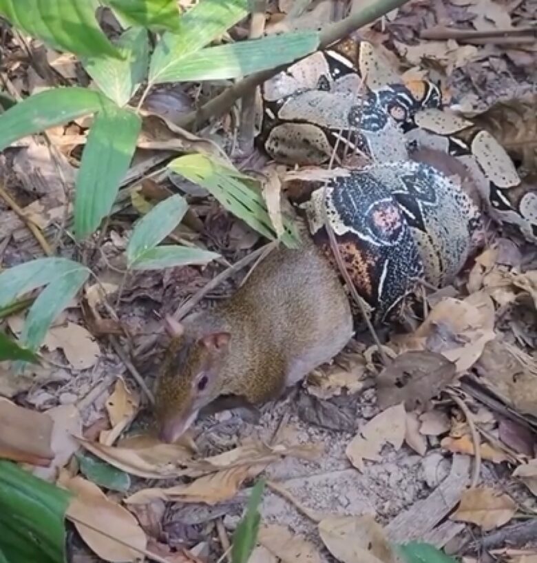 A cotia possui um corpo robusto, com patas curtas e fortes. Sua pelagem é marrom-acinzentada, com manchas brancas na cabeça e no peito.