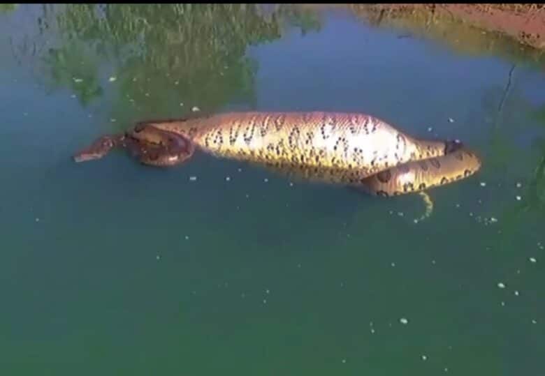 A lenda da cobra sucuri é um importante elemento da cultura amazônica. Ela é contada há séculos pelos moradores da região, e ela continua a ser uma fonte de inspiração para artistas, escritores e cineastas.