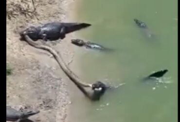 Nas imagens é possível ver ainda outros jacarés ao redor, mas eles não se intrometem da disputa entre os maiores. Preferem permanecerem imparciais.