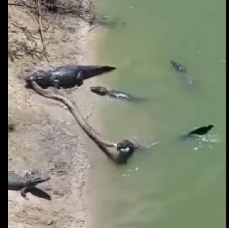 Nas imagens é possível ver ainda outros jacarés ao redor, mas eles não se intrometem da disputa entre os maiores. Preferem permanecerem imparciais.