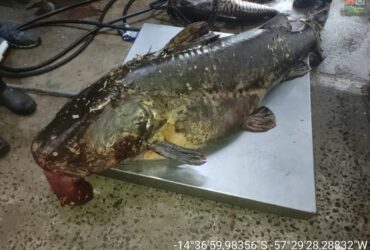 A piracema é o período de migração dos peixes para a desova. Em Mato Grosso, esse período ocorre entre os meses de outubro e fevereiro. Durante esse tempo, a pesca é proibida em todos os rios do estado.