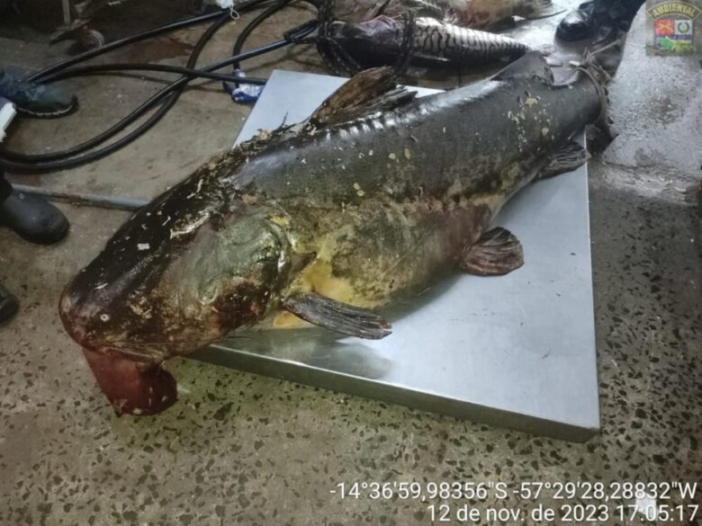 A piracema é o período de migração dos peixes para a desova. Em Mato Grosso, esse período ocorre entre os meses de outubro e fevereiro. Durante esse tempo, a pesca é proibida em todos os rios do estado.