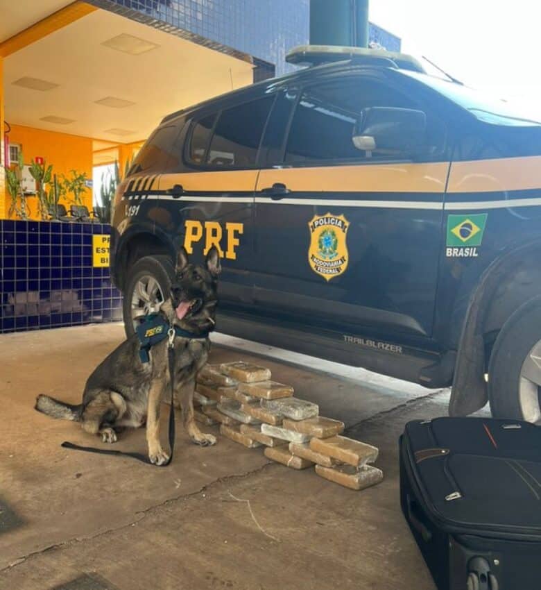 Passageiros de ônibus são presos transportando 26 kg maconha