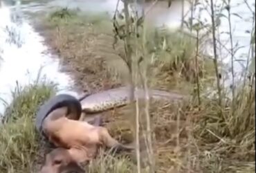 A sucuri-verde é uma cobra semiaquática que pode ser encontrada na América do Sul, nas regiões alagadas, como rios, lagos e brejos.