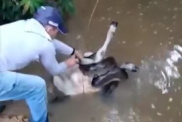 Pelo tamanho do bezerro, a sucuri ficaria muito tempo saciada e sem precisar ir atrás de outra presa.