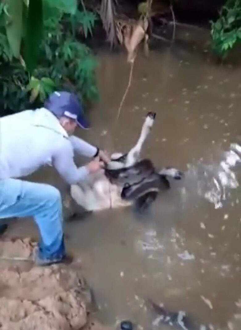 Pelo tamanho do bezerro, a sucuri ficaria muito tempo saciada e sem precisar ir atrás de outra presa.