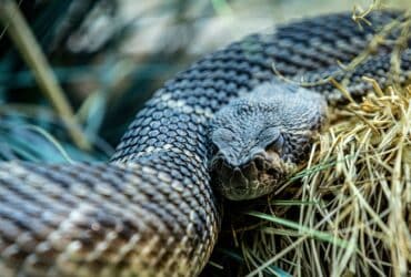 As cascavéis são cobras venenosas que são encontradas em todo o mundo, com exceção da Austrália e da Antártida.