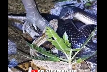 Uma batalha eletrizante entre duas poderosas cobras, sendo uma cascavel contra uma muçurana (também conhecida por Boiruna sertaneja)