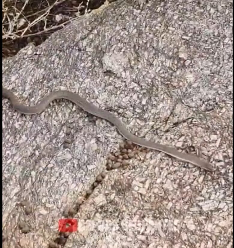 A cobra corredeira (Bothrops alternatus) é uma espécie de serpente da família Viperidae, encontrada na América do Sul, incluindo o Brasil e é venenosa.