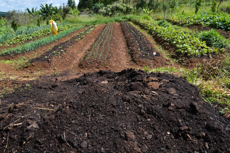 Sítio Pinheiro, na região de Brazlândia, no DF. A produção de alimentos orgânicos no sistema de agroflorestas vem ganhando destaque entre produtores rurais (Antonio Cruz/Agência Brasil) Por: 25 10:03:14