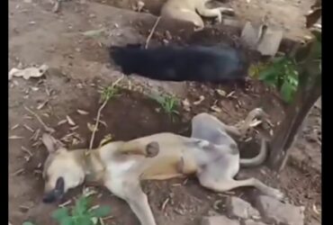 Os cachorros foram flagrados dormindo debaixo da sobra de uma árvore, quando foram filmados por um homem, que achou engraçado a forma como eles estavam.