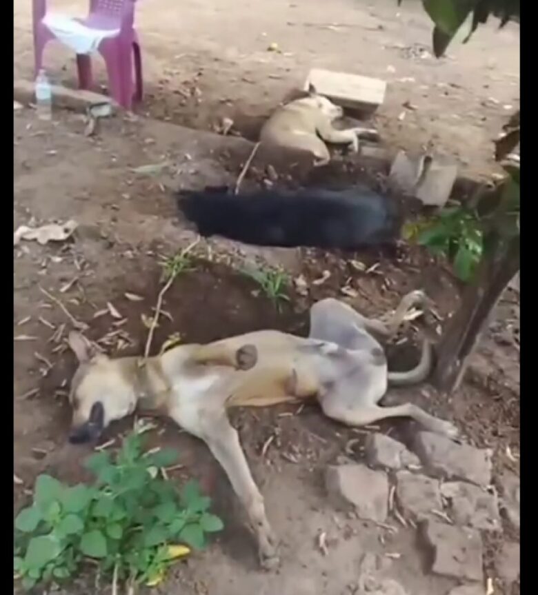 Os cachorros foram flagrados dormindo debaixo da sobra de uma árvore, quando foram filmados por um homem, que achou engraçado a forma como eles estavam.