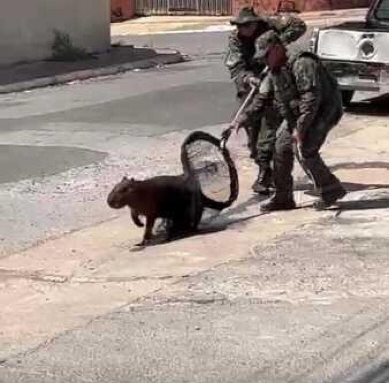 A equipe da Polícia Militar do Batalhão de Proteção Ambiental, foi chamados para fazer o resgate da capivara que havia entrado no quintal de uma casa.