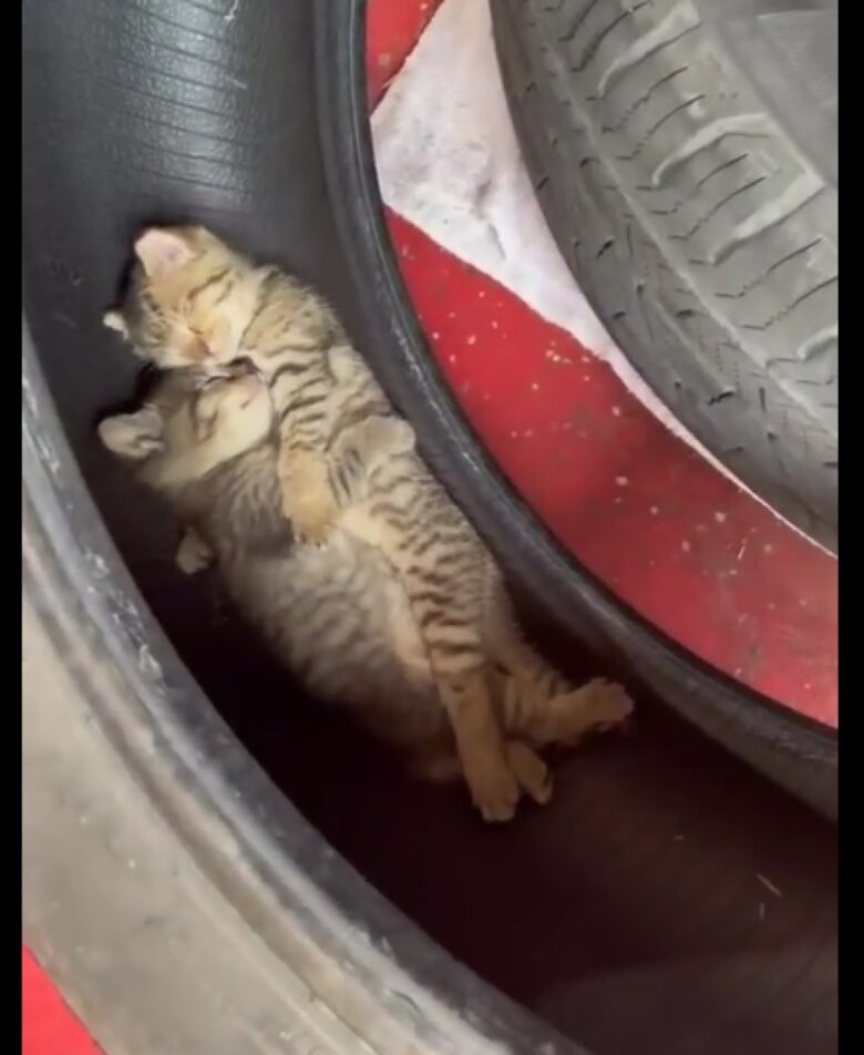 A fofura dos gatos é uma combinação de fatores físicos e comportamentais que nos despertam um instinto de proteção e carinho.