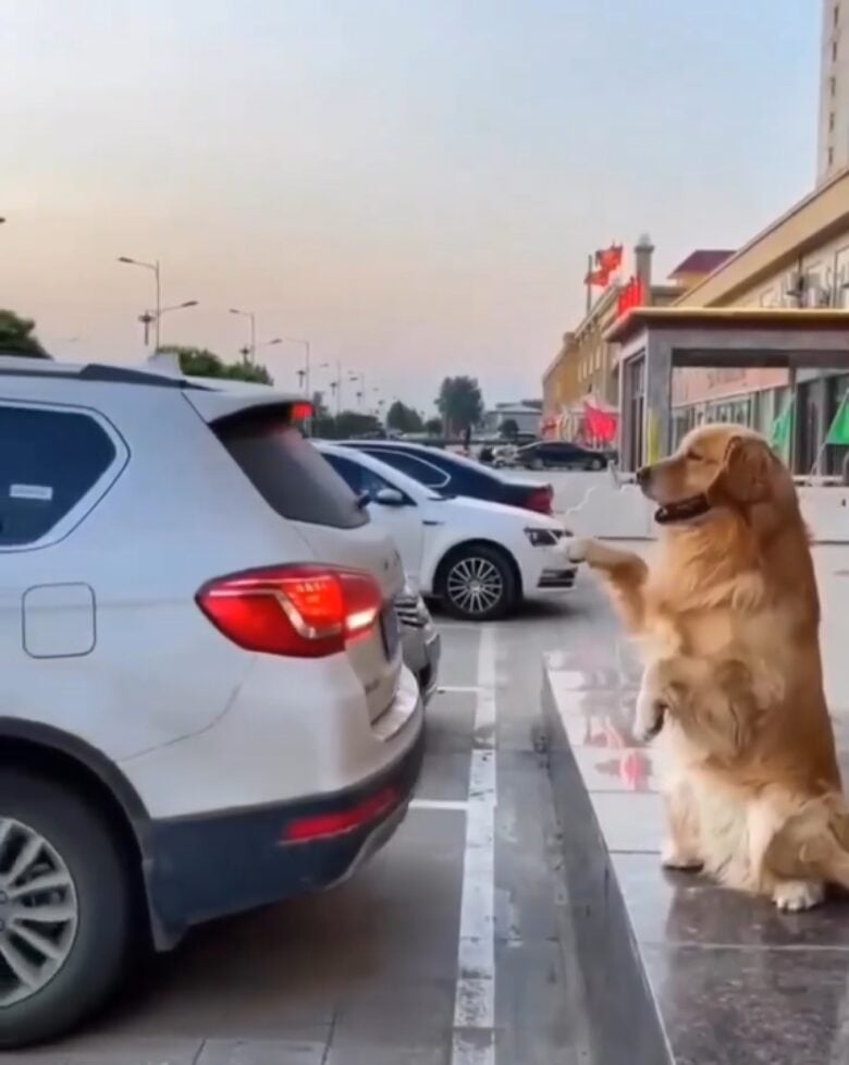 Os cães dessa raça são muito inteligentes e são considerados por muitos, o 'cão dos sonhos'. Eles têm muita facilidade para aprender, além de serem ótimos como cães-guia.