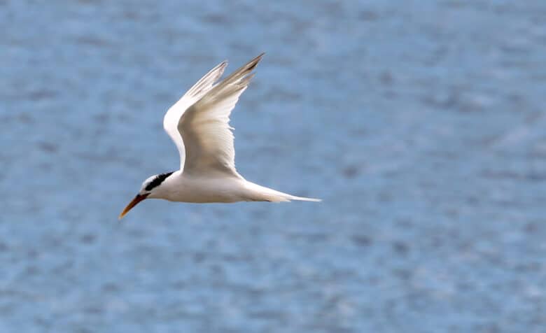 Rio de Janeiro (RJ) – Rio de Janeiro confirma terceiro caso de Gripe Aviária detectado na Ilha do Governador. As aves contaminadas são da espécie Thalasseus acuflavidus, conhecida como Trinta-réis-bando. Foto: Foto: Wikimedia/ Cesar Augusto Por: Wikimedia/Cesar Augusto Chirosa