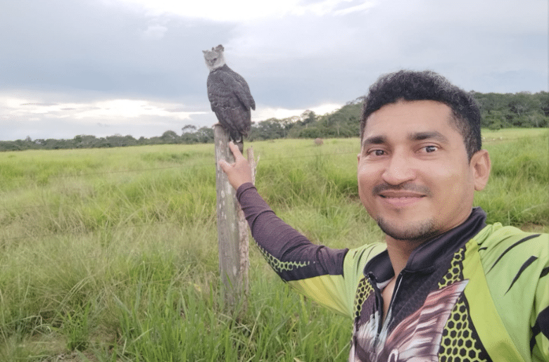 O gavião-real, também conhecido como harpia, é a maior ave de rapina da América do Sul e uma das maiores do mundo. É encontrada nas florestas tropicais e subtropicais da América Central, América do Sul e México.