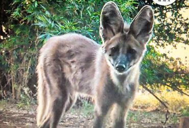 Ibama e Instituto Floresta Cheia reabilitam loba-guará e a soltam na natureza -