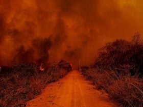Pantanal em chamas: junho de 2024 marcou recorde histórico de queimadas em Mato Grosso e Mato Grosso do Sul