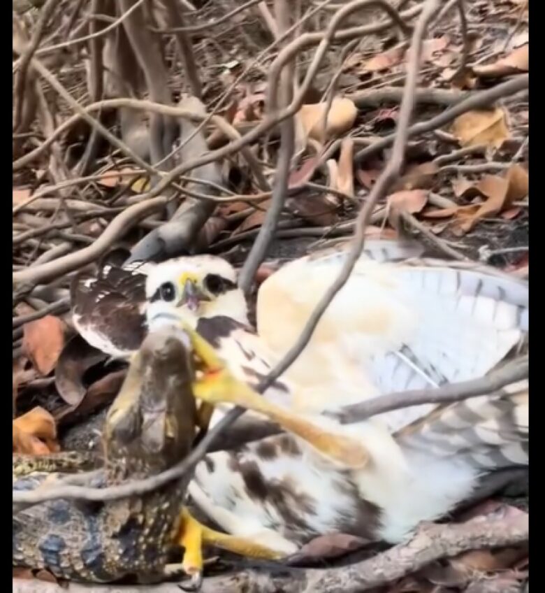 Os jacarés são animais de topo na cadeia alimentar e são predadores de uma variedade de animais, incluindo peixes, mamíferos, aves e outros répteis.