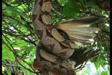 Depois do flagrante, o biólogo pegou a cobra jiboia e a levou até uma mata, nas proximidades de sua casa.