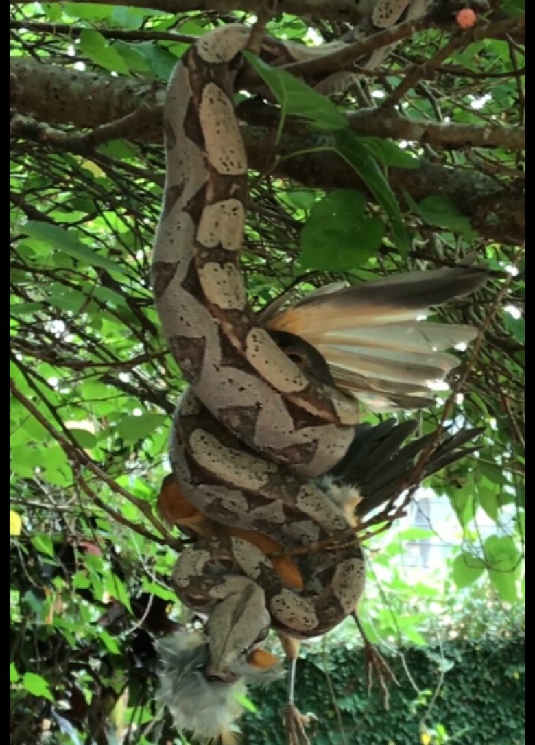 Depois do flagrante, o biólogo pegou a cobra jiboia e a levou até uma mata, nas proximidades de sua casa.