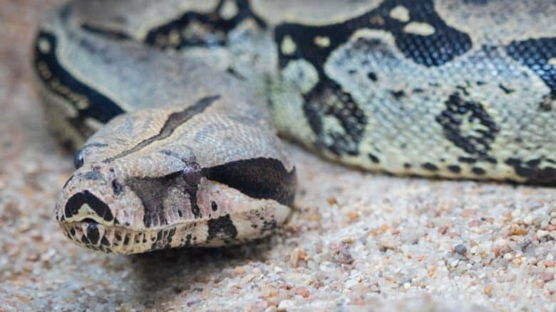 As jiboias são animais de hábitos aquáticos e terrestres. Elas passam a maior parte do tempo no chão, mas também gostam de nadar. Elas são boas nadadoras e podem mergulhar por longos períodos de tempo.