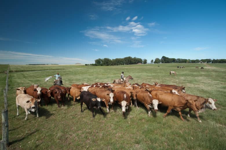 Gado bovino no pasto. Foto: Marilei Aberte/Pixabay