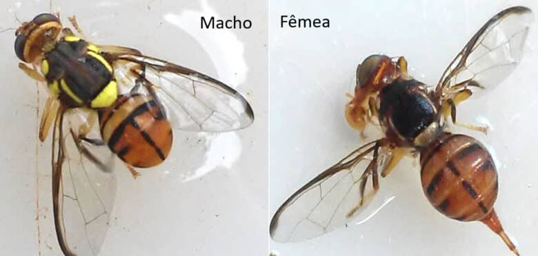 Brasília (DF) - A mosca-da-carambola (Bactrocera carambolae, Drew & Hancock) é uma praga quarentenária presente e um dos principais riscos à agricultura nacional, devido aos seus danos econômicos, que podem ser diretos, quando causados por Por: Wilda Pinto/Ministério da Agric