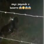 No vídeo, mesmo escuro, é possível observar a onça com suas mandíbulas cravadas no pescoço do bezerro, que ainda vivo, berra como se estivesse implorando por socorro.