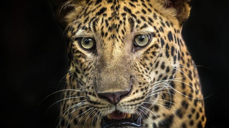 O esturro de uma onça-pintada deixou turistas surpresos no Pantanal, em Mato Grosso – MT.