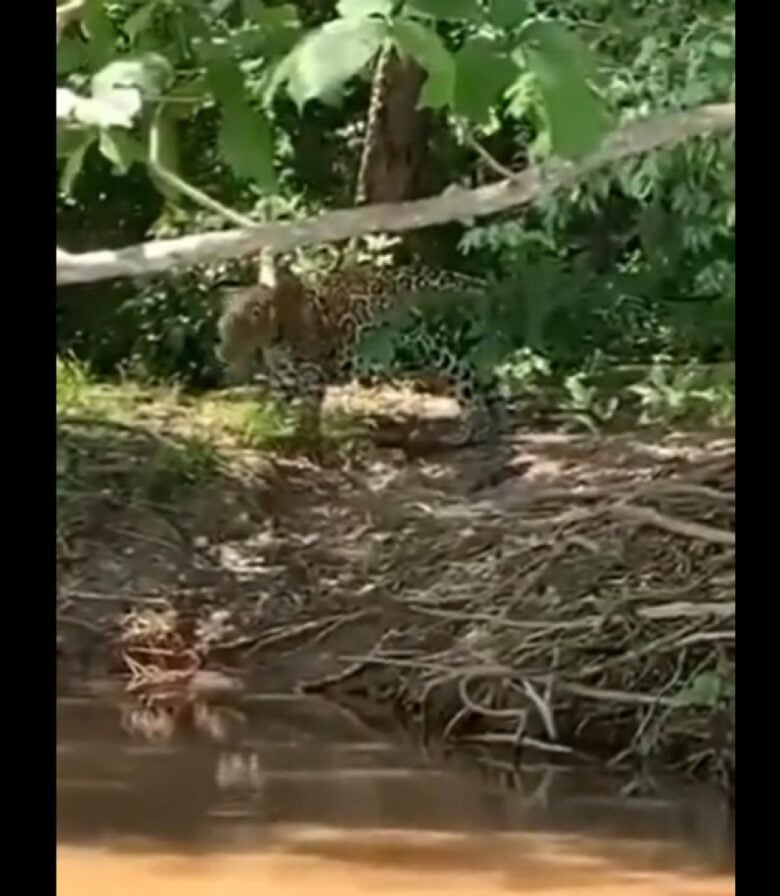 A onça aparece passeando pelo deck, que tem o rio como uma das principais paisagens.