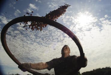 Plantação de café onde pesquisadores da Embrapa estudam os efeitos do aquecimento terrestre e o do aumento de CO2 na atmosfera no comportamento das plantas. O estudo pretende prever como será o Por: Arquivio/Marcelo Camargo/Agência Brasil