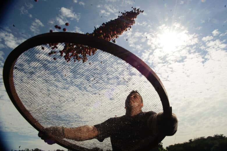 Plantação de café onde pesquisadores da Embrapa estudam os efeitos do aquecimento terrestre e o do aumento de CO2 na atmosfera no comportamento das plantas. O estudo pretende prever como será o Por: Arquivio/Marcelo Camargo/Agência Brasil