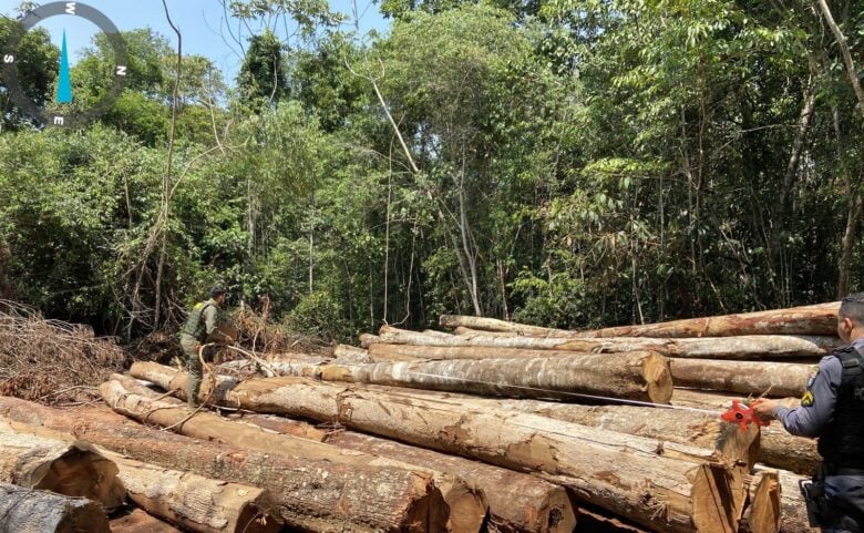 Toda a madeira ilegal apreendida, por se tratar de produto perecível, foi doada para a Prefeitura de Nova Ubiratã e ao Conselho Comunitário de Segurança Pública (Conseg) de Sorriso              Crédito - Sema-MT